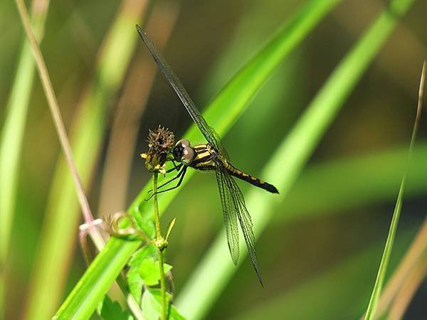 Dragonfly l38.JPG