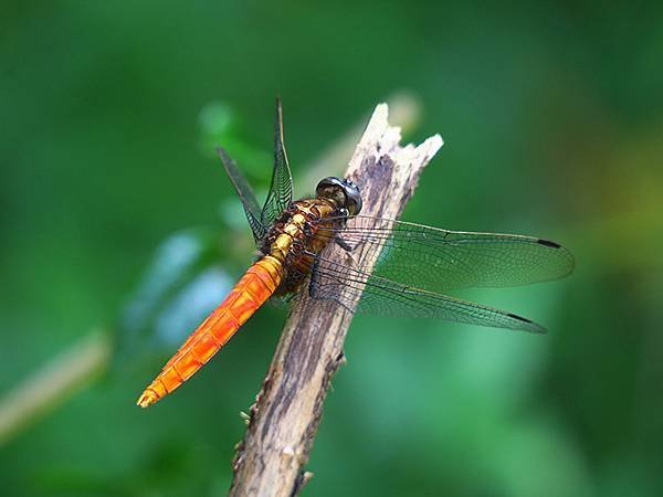 Dragonfly l37.JPG