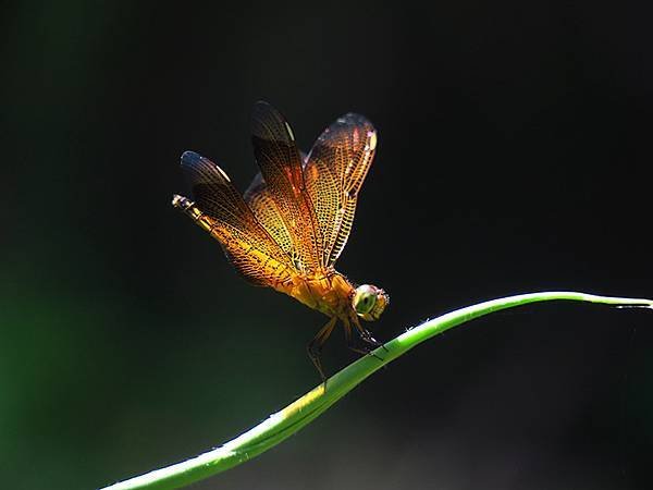 Dragonfly l32.JPG