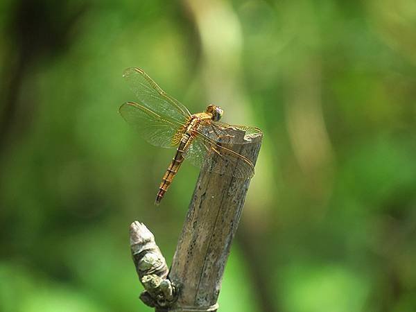 Dragonfly l35.JPG