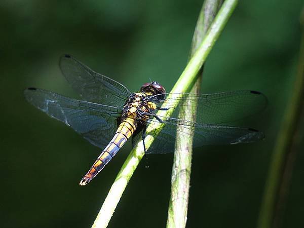 Dragonfly l39.JPG