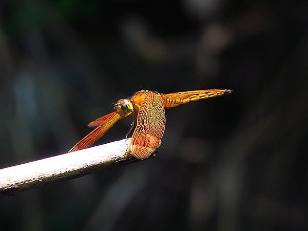 Dragonfly l33.JPG