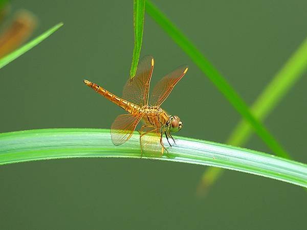 Dragonfly m6.JPG