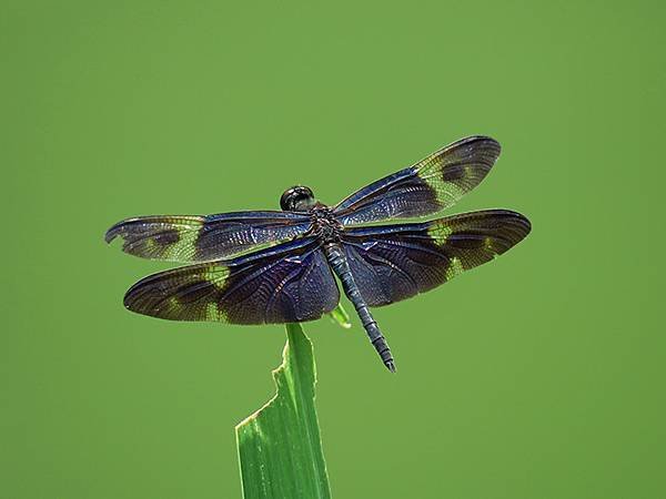 Dragonfly m10.JPG