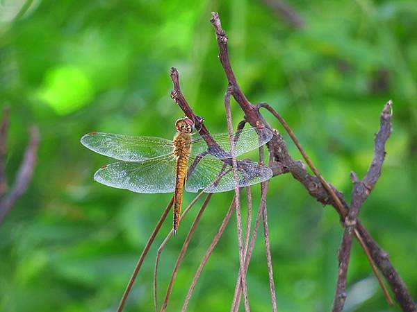 Dragonfly m26.JPG