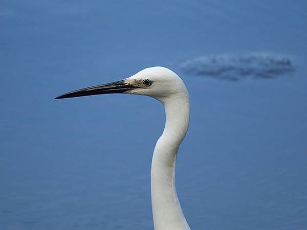 Taipei Birds a3.JPG