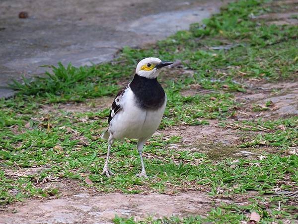 Taipei Birds a12.JPG