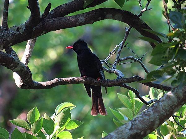 Taipei Birds a8.JPG