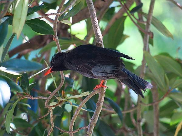 Taipei Birds a9.JPG