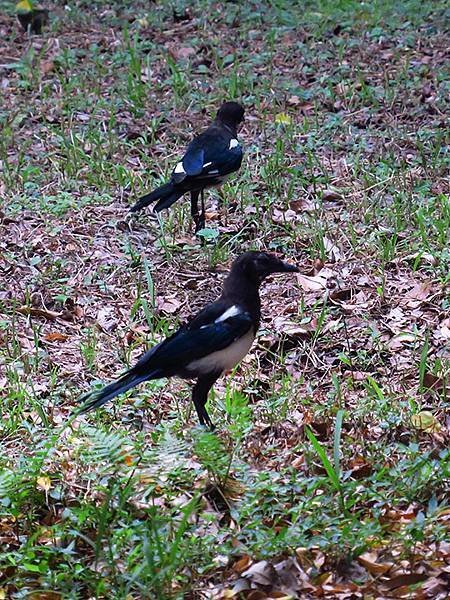 Taipei Birds a15.JPG