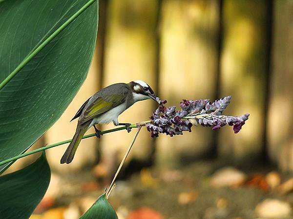 Taipei Birds b2.JPG