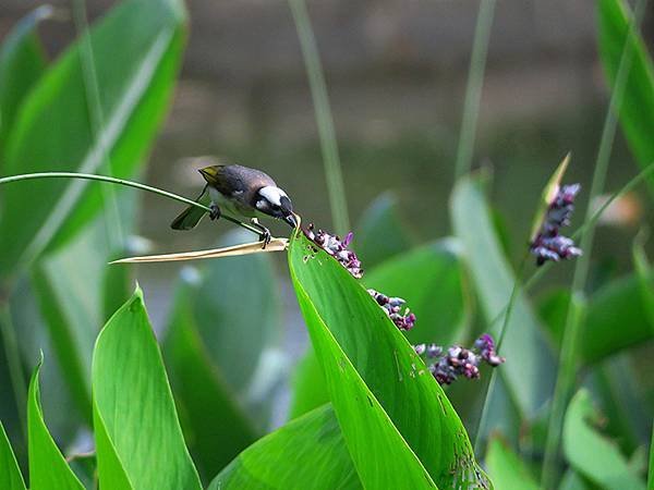 Taipei Birds b1.JPG