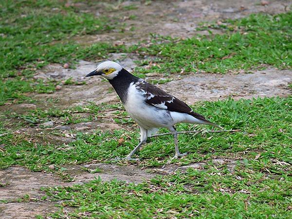 Taipei Birds a13.JPG