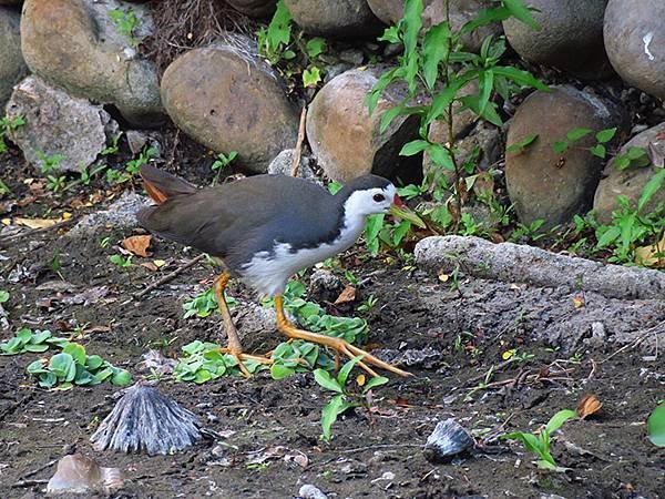 Taipei Birds c2.JPG