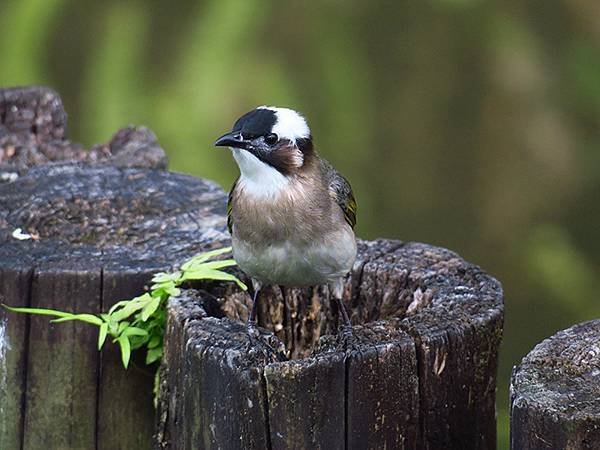 Taipei Birds b3.JPG