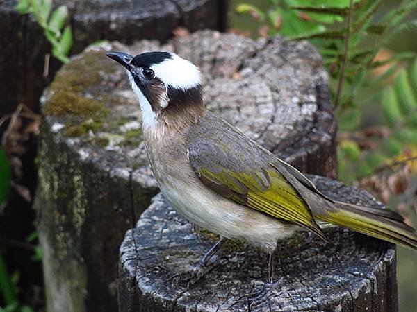 Taipei Birds b4.JPG