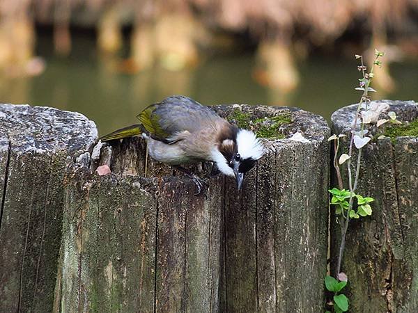 Taipei Birds b5.JPG