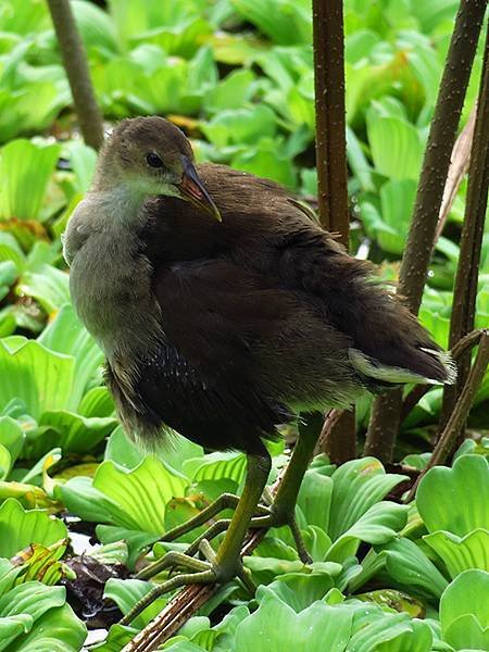 Taipei Birds c11.JPG