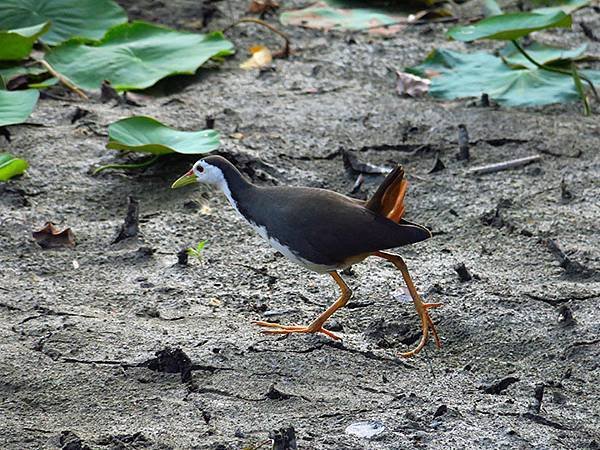 Taipei Birds c3.JPG