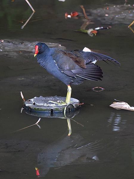 Taipei Birds c6.JPG