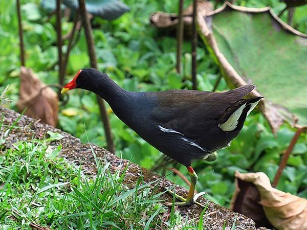 Taipei Birds c5.JPG