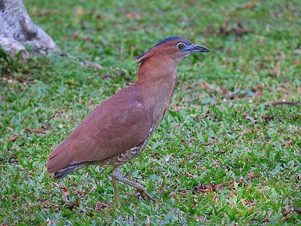 Taipei Birds d6.JPG