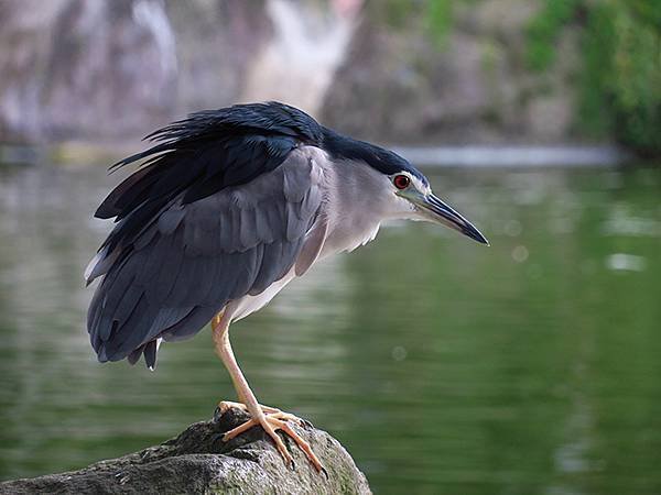 Taipei Birds d1.JPG