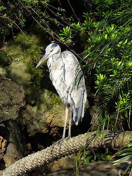 Taipei Birds d5.JPG