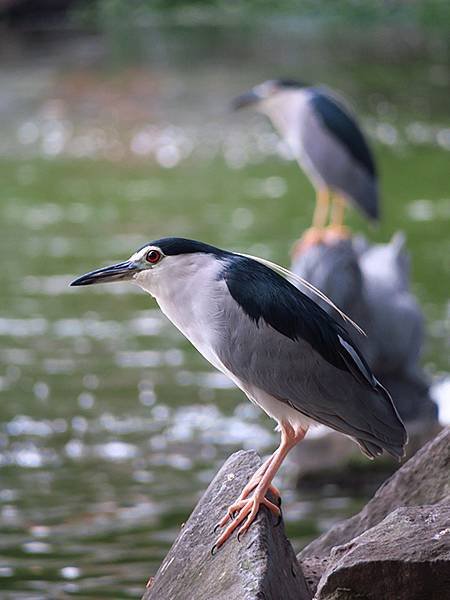 Taipei Birds d3.JPG