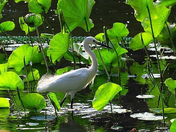 Taipei Birds d2.JPG