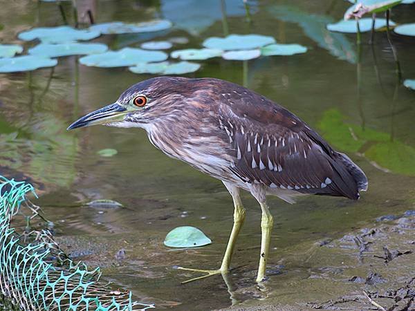 Taipei Birds d4.JPG