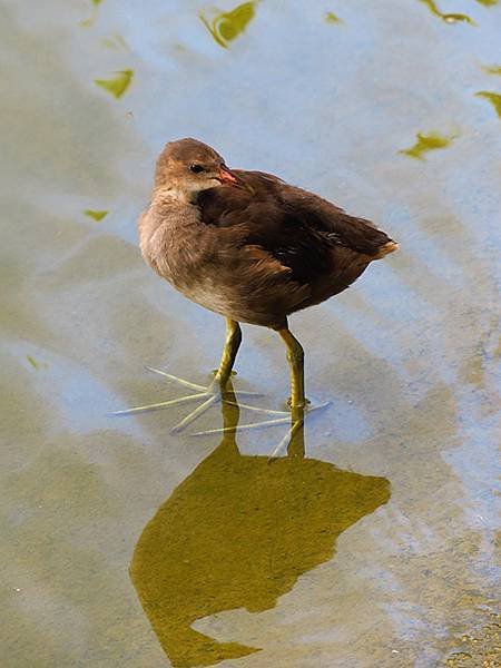 Taipei Birds d10.JPG