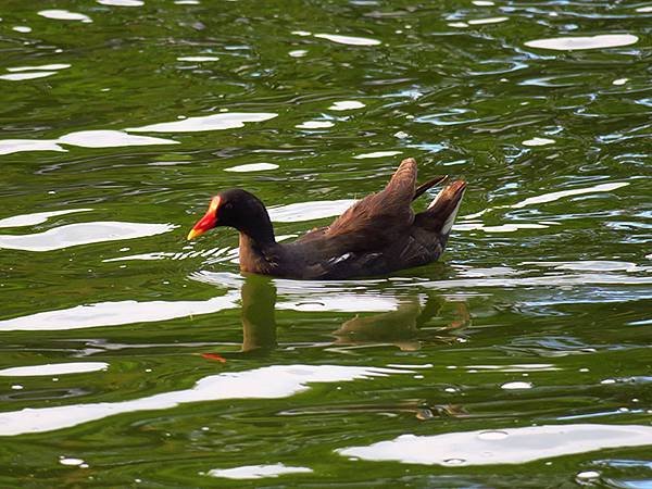 Taipei Birds d9.JPG