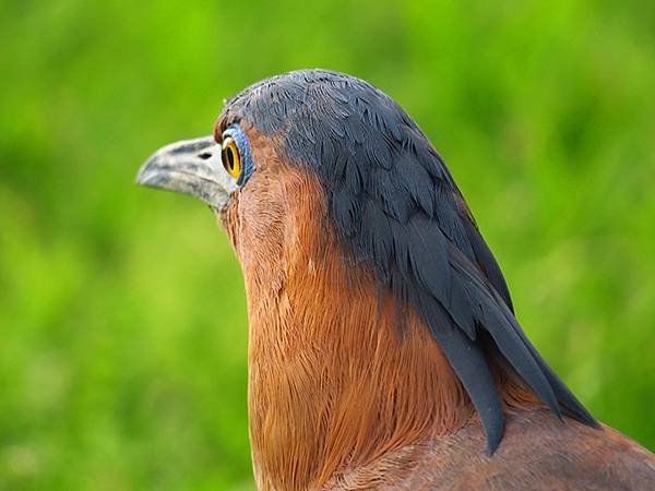 Taipei Birds d7.JPG