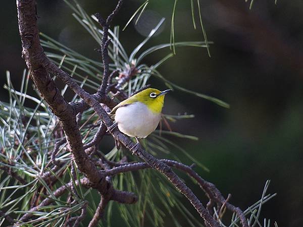 Taipei Birds e7.JPG