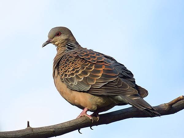 Taipei Birds e1.JPG