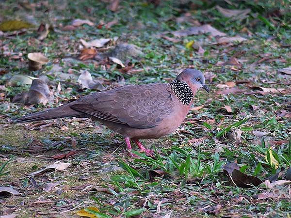 Taipei Birds e4.JPG