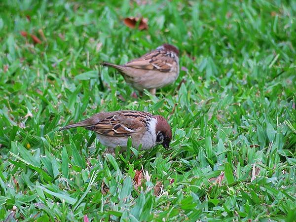 Taipei Birds e6.JPG