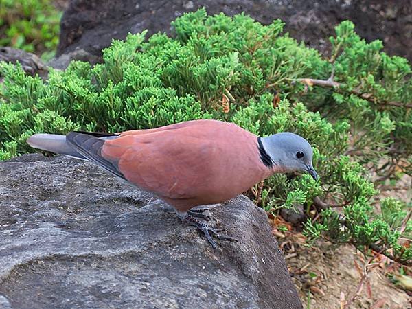 Taipei Birds e3.JPG