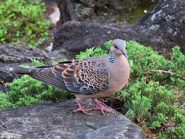 Taipei Birds e2.JPG