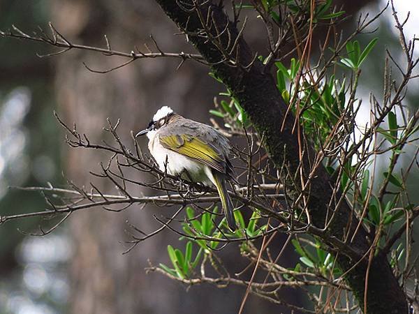 Taipei Birds e5.JPG