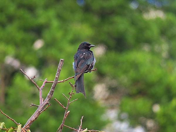 Taipei Birds e9.JPG