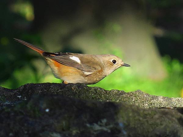 Taipei Birds e10.JPG