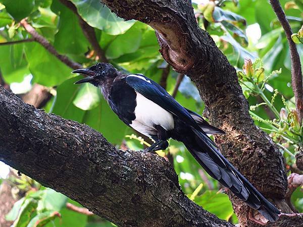 Taipei Birds f5.JPG