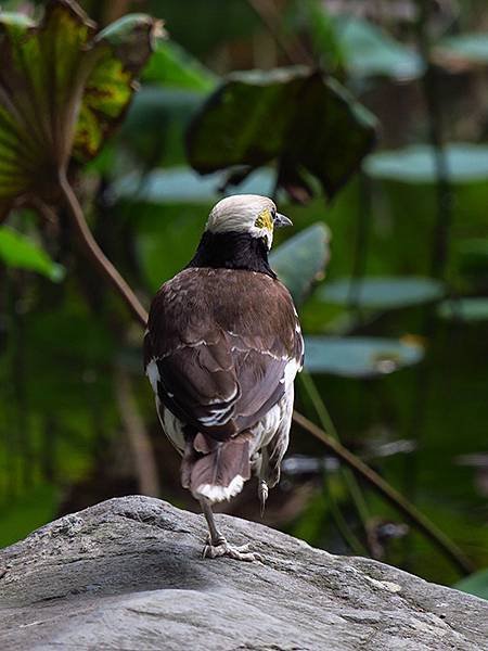 Taipei Birds f2.JPG