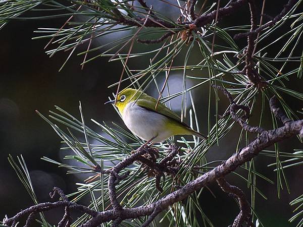 Taipei Birds e8.JPG