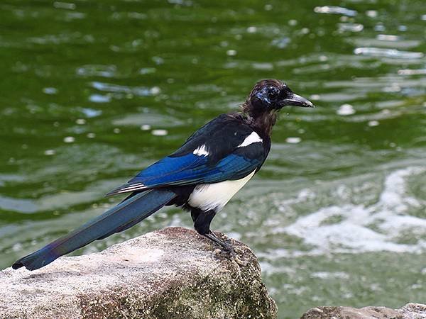 Taipei Birds f4.JPG