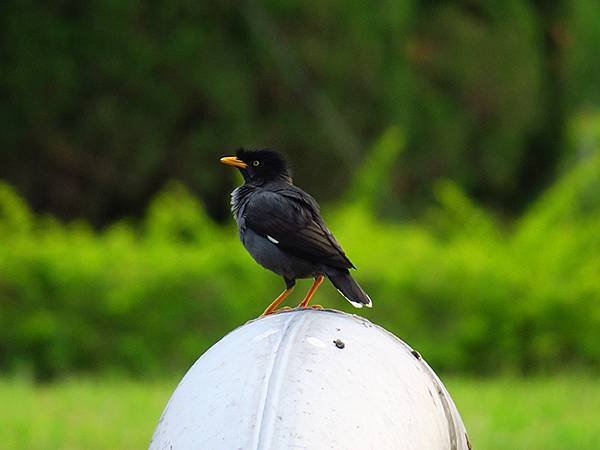 Taipei Birds f9.JPG