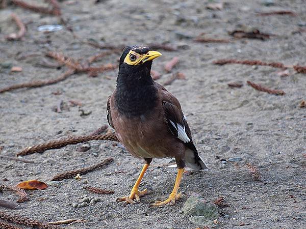 Taipei Birds f10.JPG