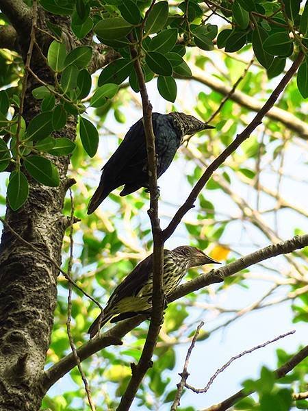 Taipei Birds f12.JPG